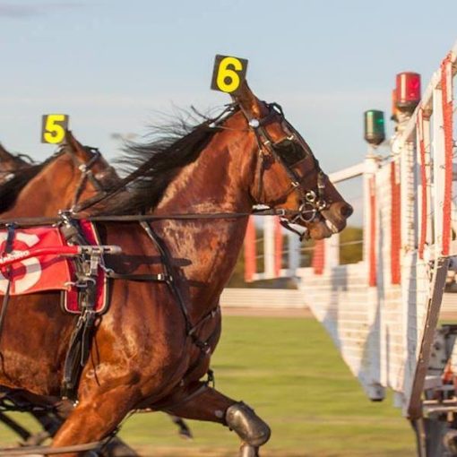 7th May Race 2 - Maiden Pace  Ballot For Position 6 On Gate
